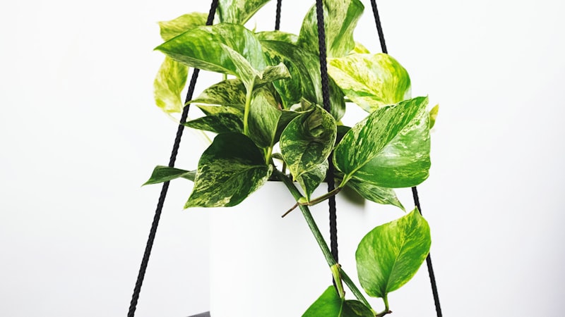 世界杯决赛直播画面 - 高清信号多角度呈现